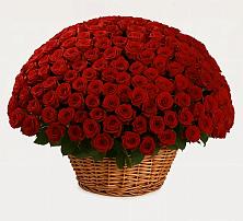 Премиум букет из: Розы #REPLACE_PRED# Кривянской